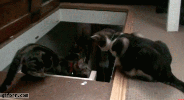 push.gif