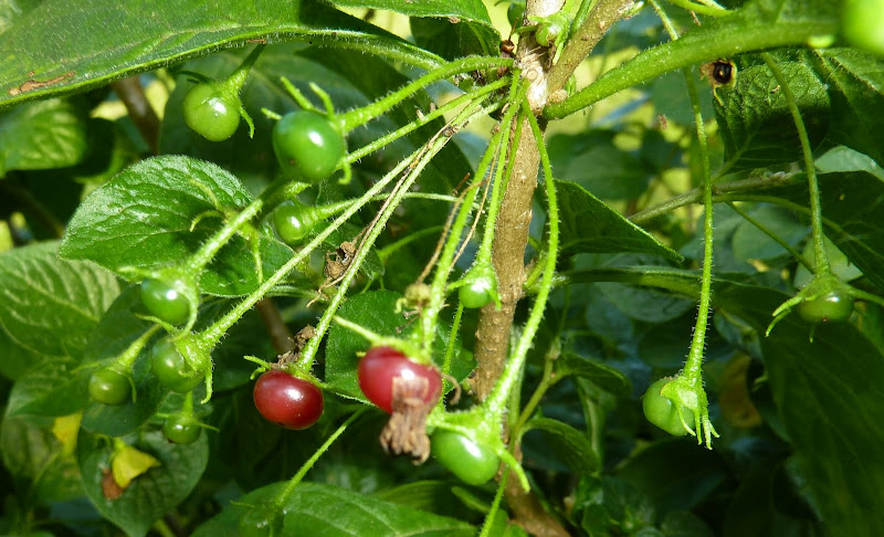P1110999.JPG