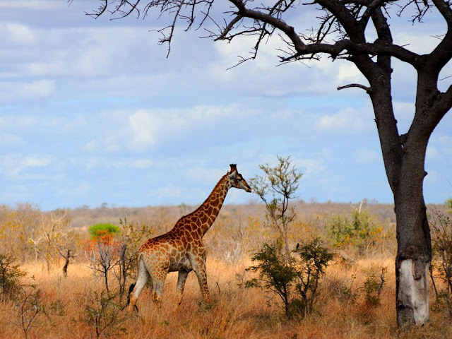 giraffe-tall-grass_12100_990x742.jpg