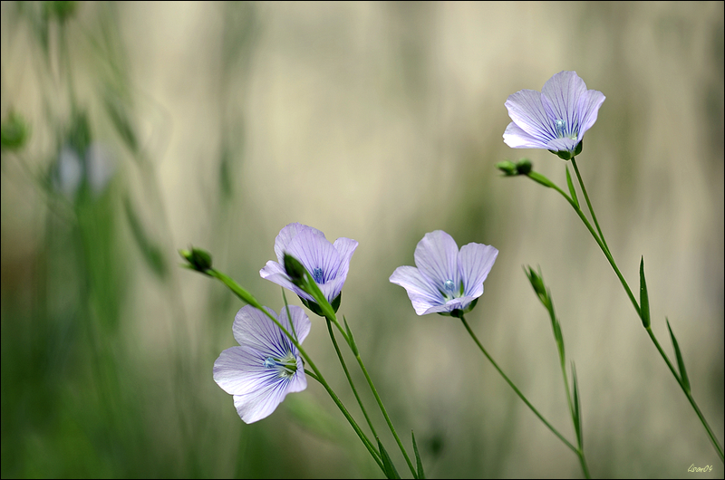 Belles des champs  LMB_9355-BorderMaker