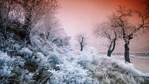 Hoarfrost-Covered Landscape.jpg