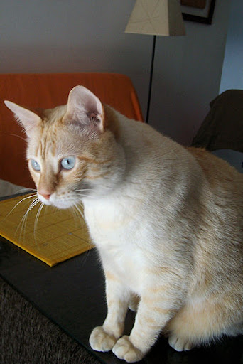 SIMBA, precioso gato color crema con ojos azules, 3 años. Sevilla (PE) Simba1