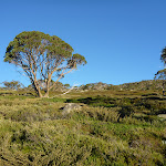 Snow gums and heath beside track (268763)