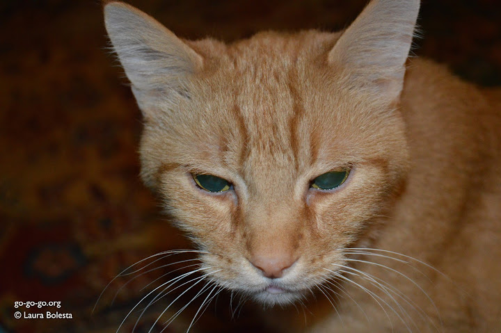 Everyday Photo: Dexter Is Not Amused