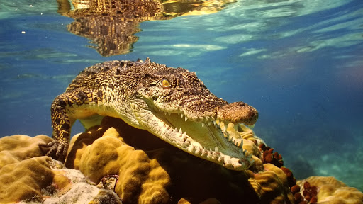 Aquarium Finisterrae