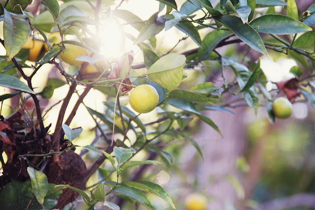 orange tree