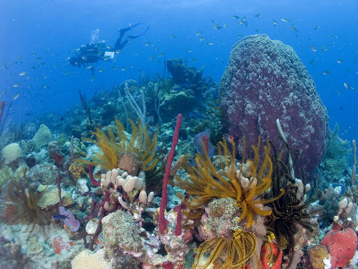 photo of an underwater scene