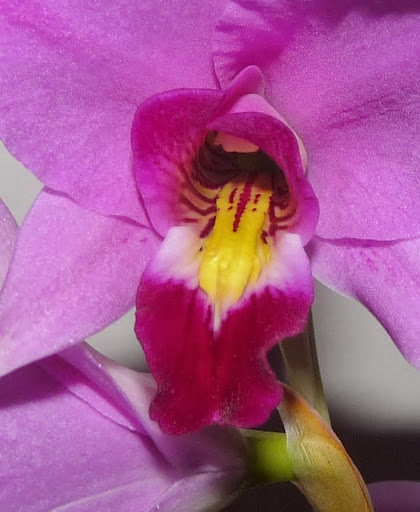 Laelia anceps P1370150