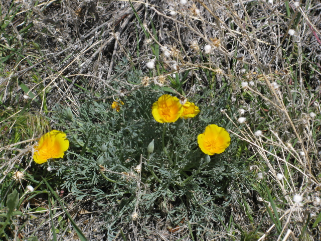 a cluster of bi-colored poppies