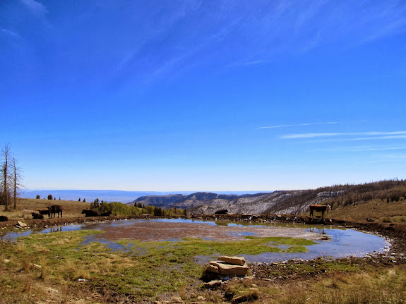 Cow pond at the end of Hoag Ridge