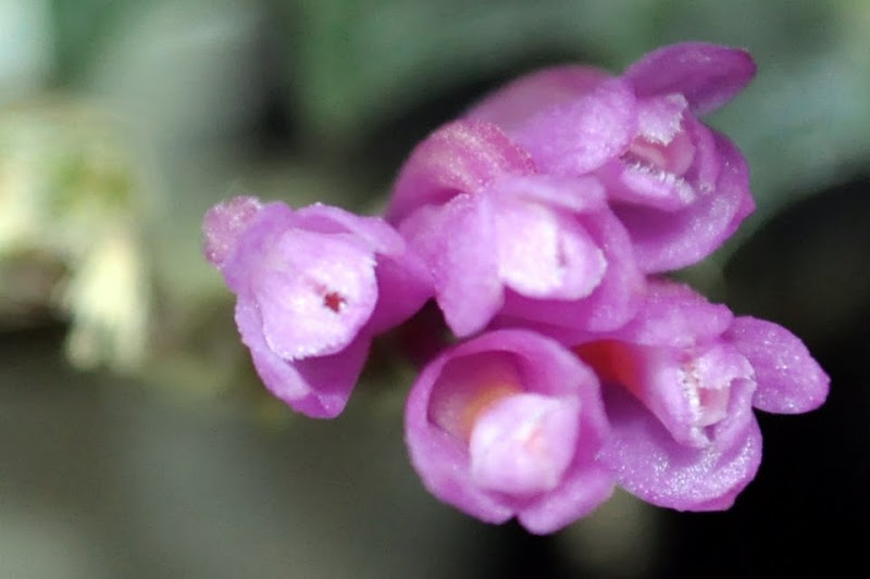 Dendrobium limpidum CSC_0006