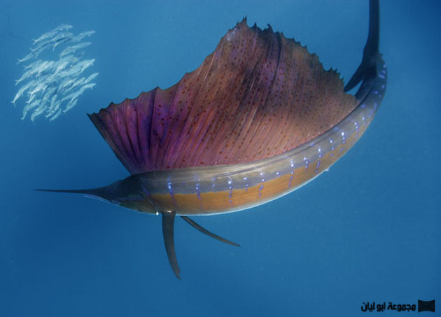 الاسرع في هذا الزمان Sailfish-circles-sardines-615