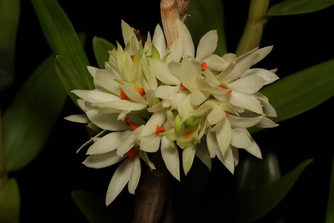 Dendrobium bracteosum IMG_4662