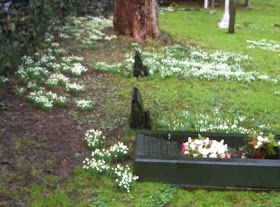 snowdrops in grave yard
