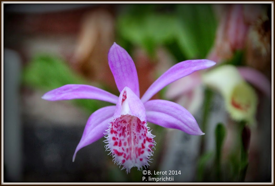 Pleione limprichtii IMG_8643