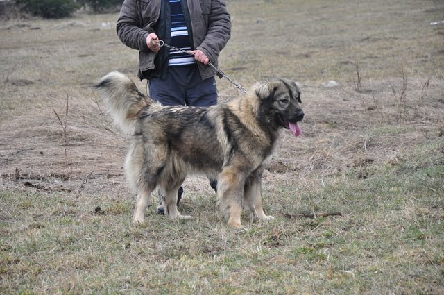 DSC_0411.JPG