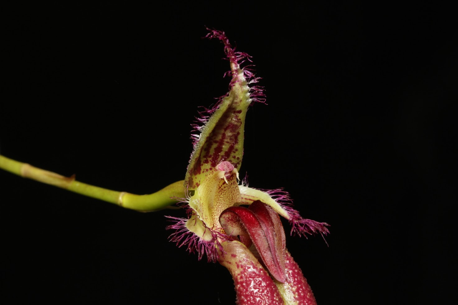 Bulbophyllum fascinator IMG_6329