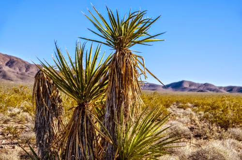 Investigation Sheds Light On Industry Influence Over Desert Policy