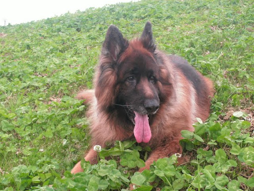 tumor kaak hond