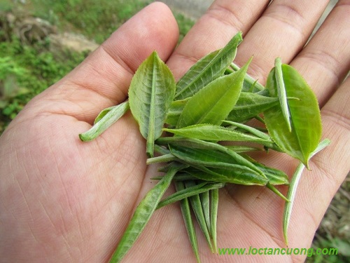 Nõn trà non là nguyên liệu chế biến trà Thái Nguyên thượng hạng Nõn trà non là nguyên liệu chế biến trà Thái Nguyên thượng hạng
