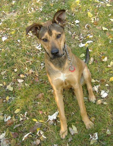 801.%2525C5%252590SZI%252520szigor.JPG