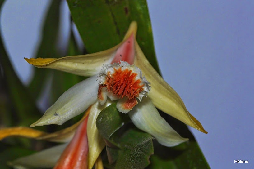 Dendrobium schrautii _MG_8985%2Bbis