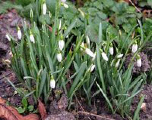 Snowdrops In Fable And Folklore