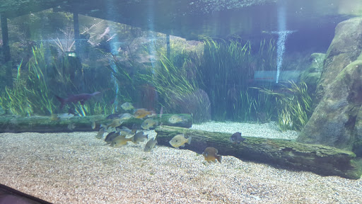 River Safari