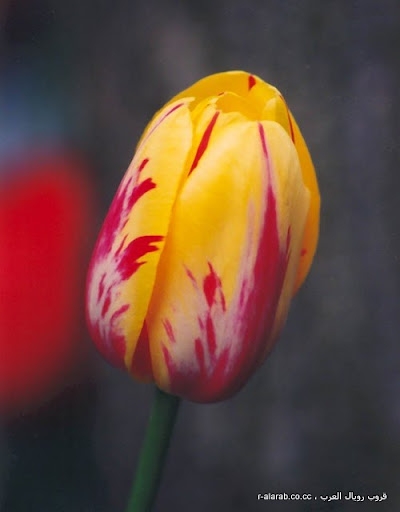 أزهار التيوليب : عالم من الجمال والأناقة
 - Ƹ̴Ӂ̴Ʒ مجموعة رويال العرب Ƹ̴Ӂ̴Ʒ
