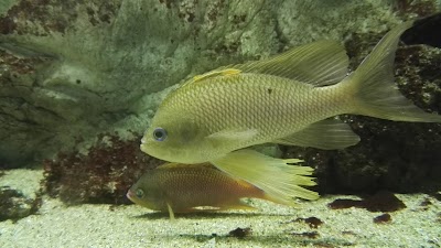 Photos of Zee Aquarium