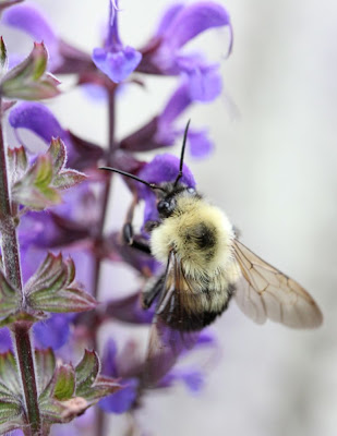 a bee visiting purple flowers