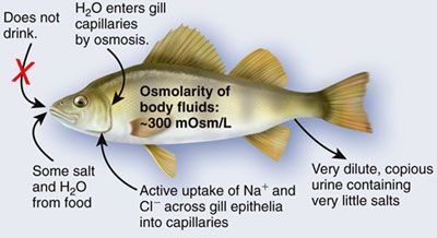 adaptasi ikan air tawar Sistem Ekskresi (2): Sistem ekskresi pada Vertebrata