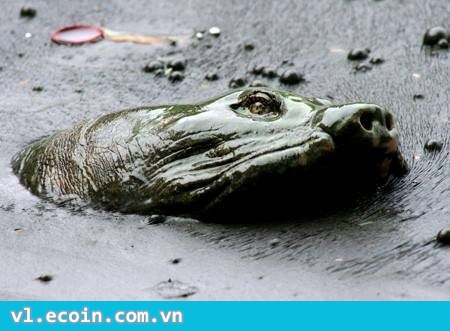 Ảnh chụp cụ rùa ở Hồ Tây :'( Nước đã bẩn lại còn có cả Ba Con Sói của thằng mắt dạy nào kia :'(