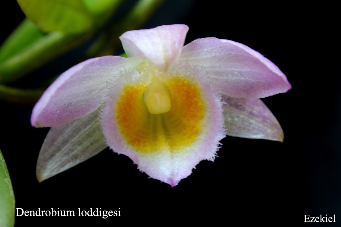 Dendrobium loddigesii IMG_3525