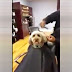 Here's Video of a Dog in a Barbershop Getting Haircut Like a Human