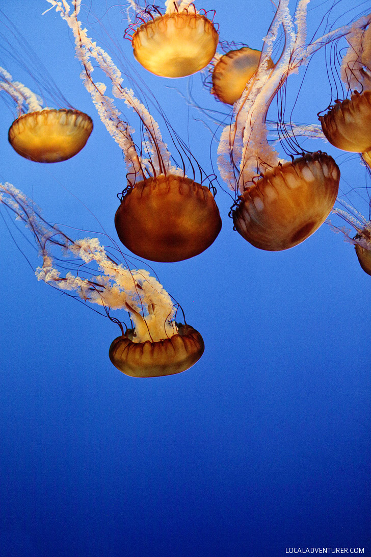 Pacific Sea Nettle (chrysaora fuscescens) // 13 Remarkable Species of Jellyfish at the Montery Aquarium.