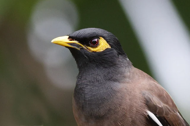 Common Myna - for your eyes only