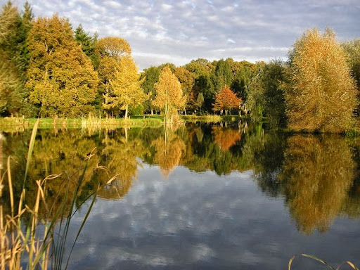 Woody Park