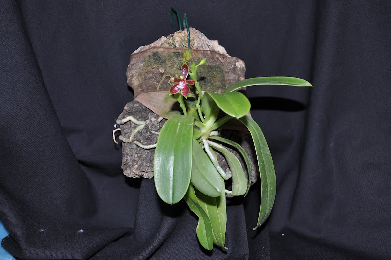 Phalaenopsis thalebannii x phalaenopsis cornu cervi '4N' DSC_0005-001