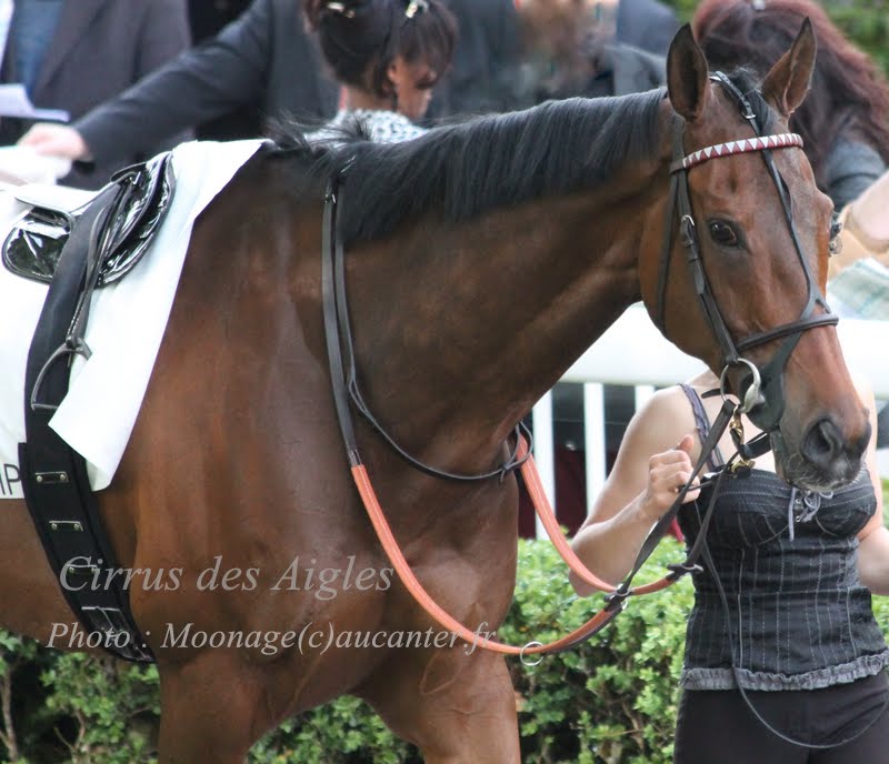 Photos Longchamp 25-05-2014 IMG_1277