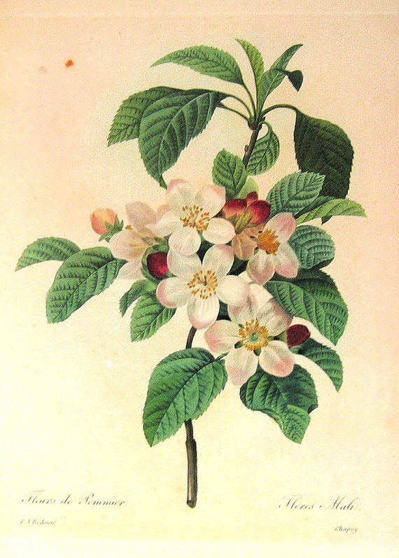 Cinnamon Spiced Art: vintage botanical feast