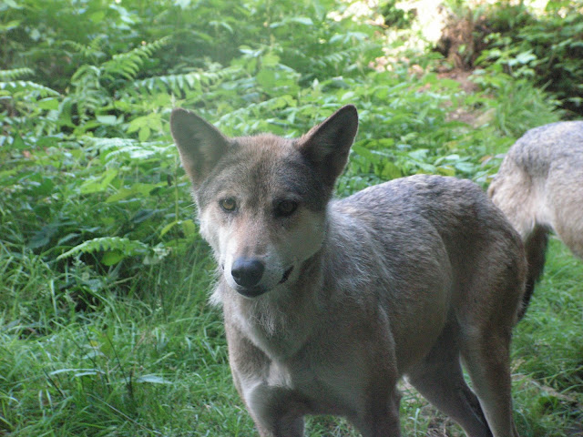 Les Loups de Chabrière PICT0433