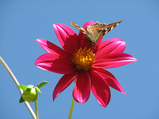 Achtergrond met vlinder op bloem