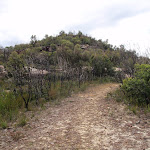Track to Mt Wondabyne peak (53732)