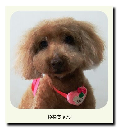 4月10日にトリミングに来てくれたワンちゃんたち 徳島市 あにまるわいやーど 愛犬の健康にこだわるペット美容室 ホテル しつけ教室