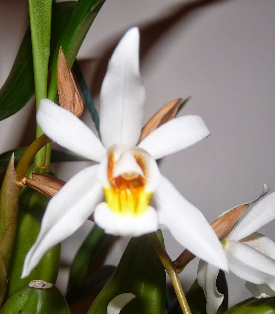 Coelogyne mooreana x cristata P1360890