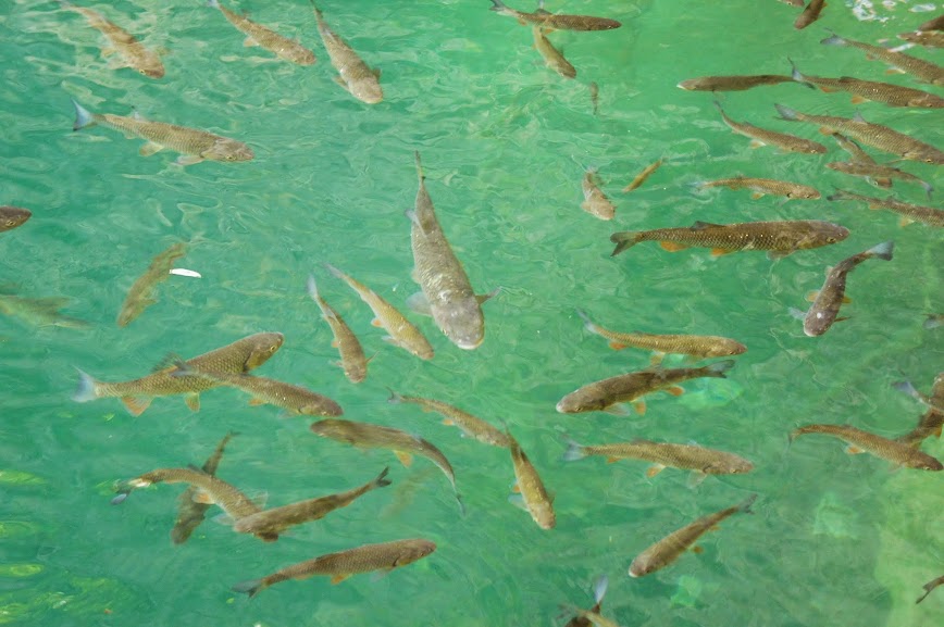 DSC04136.JPG