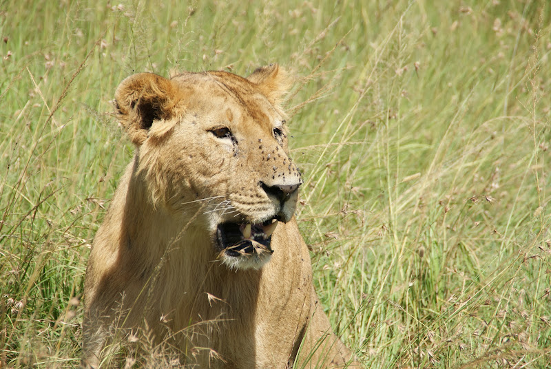 SAFARI EN KENIA Y TANZANIA - Blogs of Africa East y Central - Etapa 2: Tres días en Masai - Mara. (13)