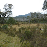 One of the frost hollow in Muzzlewood Flats (296765)