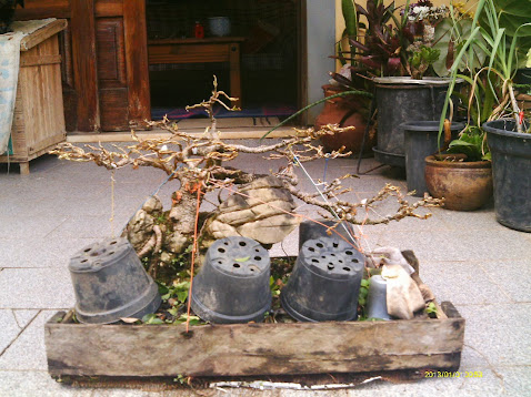 Ficus Microcarpa Tiger Bark pra reforma... IMAG0314